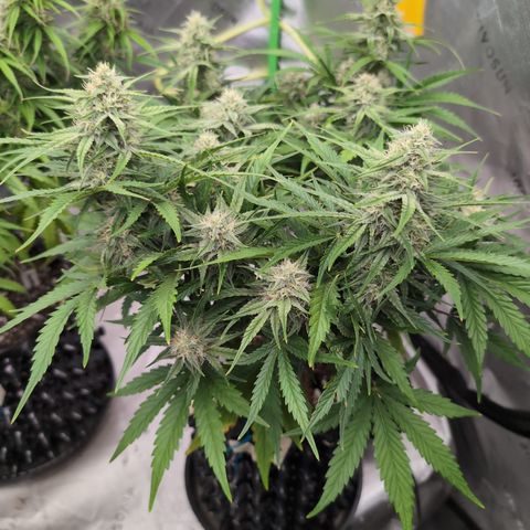 Agnes - Afgooey, (The Seed Fair), 28%, 30/70, (71d/74d/7-9w)459w/ growlog timeline photo