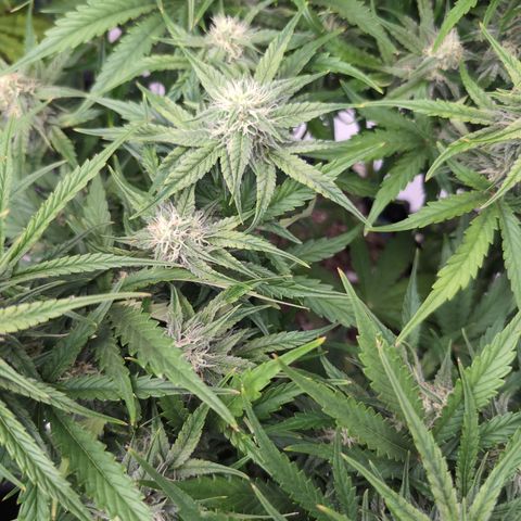 Agnes - Afgooey, (The Seed Fair), 28%, 30/70, (71d/74d/7-9w)459w/ growlog timeline photo