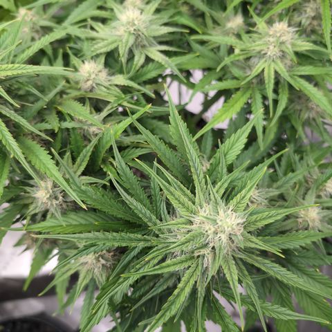 Agnes - Afgooey, (The Seed Fair), 28%, 30/70, (71d/74d/7-9w)459w/ growlog timeline photo
