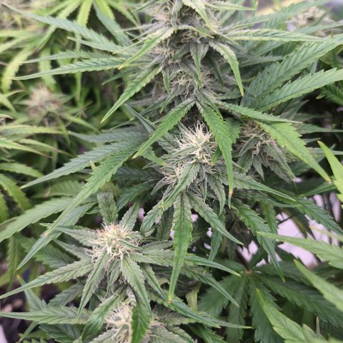 Agnes - Afgooey, (The Seed Fair), 28%, 30/70, (71d/74d/7-9w)459w/ growlog timeline photo