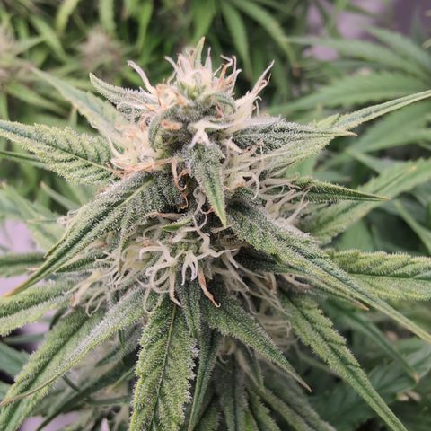 Agnes - Afgooey, (The Seed Fair), 28%, 30/70, (71d/74d/7-9w)459w/ growlog timeline photo