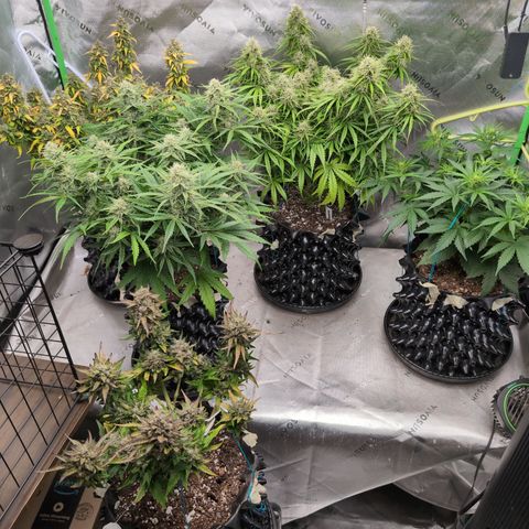 Agnes - Afgooey, (The Seed Fair), 28%, 30/70, (71d/74d/7-9w)459w/ growlog timeline photo