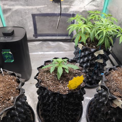 Agnes - Afgooey, (The Seed Fair), 28%, 30/70, (71d/74d/7-9w)459w/ growlog timeline photo
