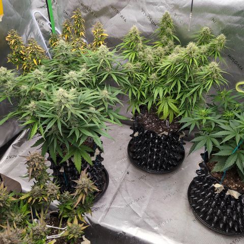 Agnes - Afgooey, (The Seed Fair), 28%, 30/70, (71d/74d/7-9w)459w/ growlog timeline photo