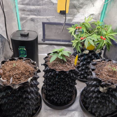 Agnes - Afgooey, (The Seed Fair), 28%, 30/70, (71d/74d/7-9w)459w/ growlog timeline photo