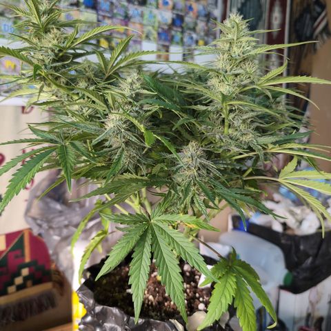 Agnes - Afgooey, (The Seed Fair), 28%, 30/70, (71d/74d/7-9w)459w/ growlog timeline photo