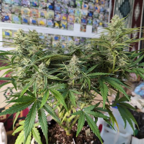Agnes - Afgooey, (The Seed Fair), 28%, 30/70, (71d/74d/7-9w)459w/ growlog timeline photo