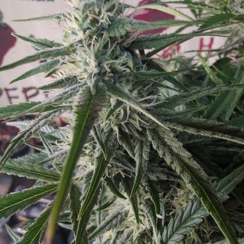 Agnes - Afgooey, (The Seed Fair), 28%, 30/70, (71d/74d/7-9w)459w/ growlog timeline photo