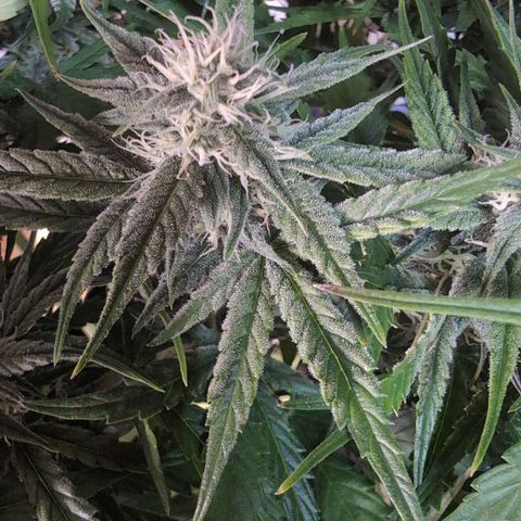 Agnes - Afgooey, (The Seed Fair), 28%, 30/70, (71d/74d/7-9w)459w/ growlog timeline photo