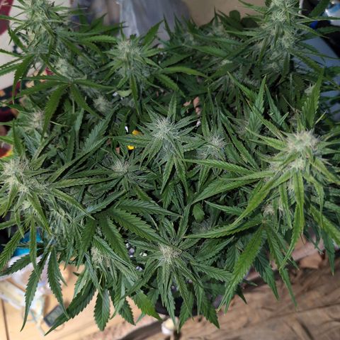 Agnes - Afgooey, (The Seed Fair), 28%, 30/70, (71d/74d/7-9w)459w/ growlog timeline photo