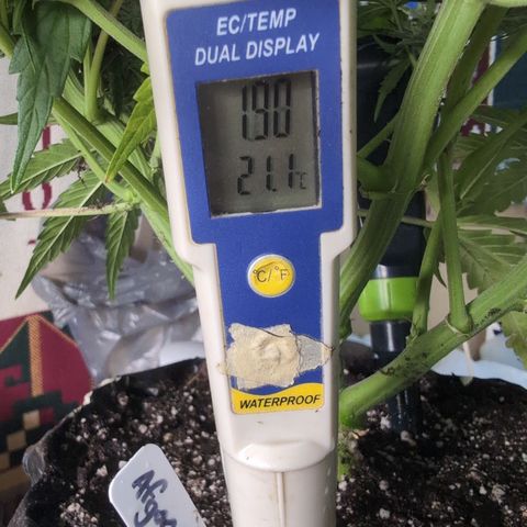 Agnes - Afgooey, (The Seed Fair), 28%, 30/70, (71d/74d/7-9w)459w/ growlog timeline photo