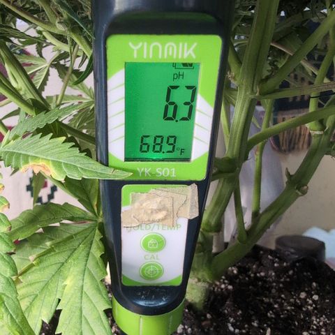 Agnes - Afgooey, (The Seed Fair), 28%, 30/70, (71d/74d/7-9w)459w/ growlog timeline photo