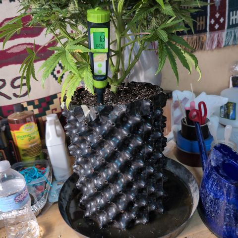 Agnes - Afgooey, (The Seed Fair), 28%, 30/70, (71d/74d/7-9w)459w/ growlog photo: Very little run off. EC 2.31