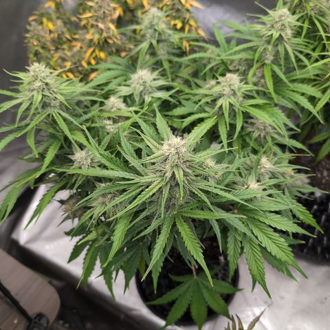 Agnes - Afgooey, (The Seed Fair), 28%, 30/70, (71d/74d/7-9w)459w/ growlog timeline photo