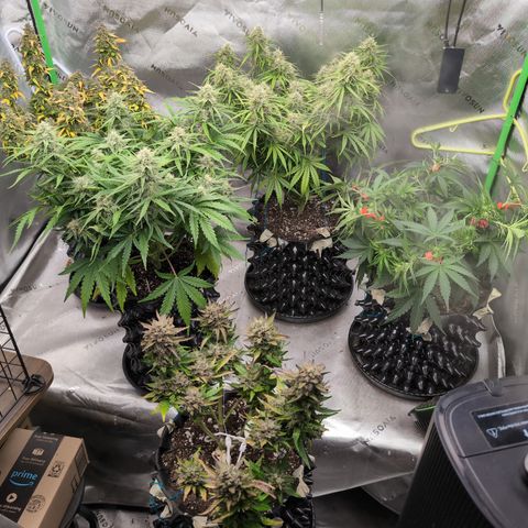 Agnes - Afgooey, (The Seed Fair), 28%, 30/70, (71d/74d/7-9w)459w/ growlog timeline photo