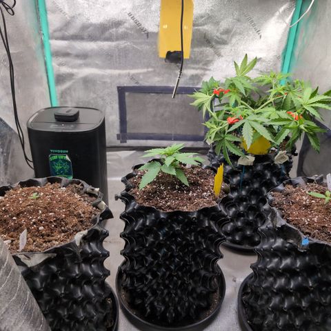 Agnes - Afgooey, (The Seed Fair), 28%, 30/70, (71d/74d/7-9w)459w/ growlog timeline photo