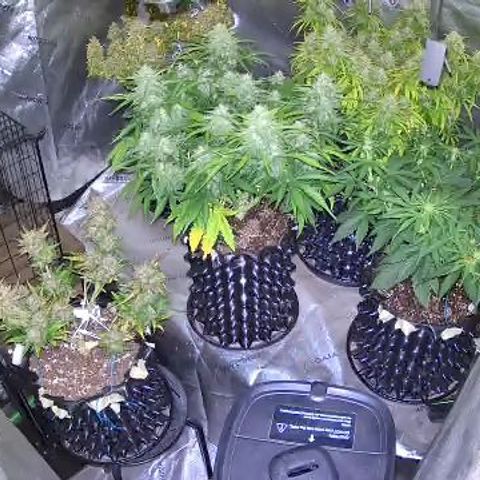 Agnes - Afgooey, (The Seed Fair), 28%, 30/70, (71d/74d/7-9w)459w/ growlog timeline photo