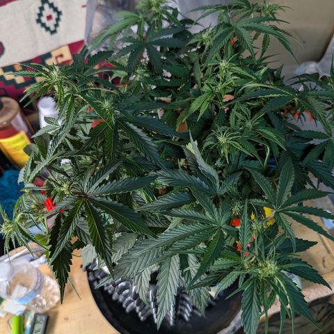 Agnes - Afgooey, (The Seed Fair), 28%, 30/70, (71d/74d/7-9w)459w/ growlog timeline photo