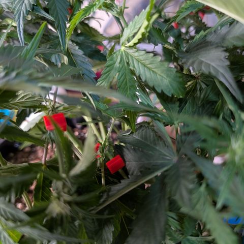 Agnes - Afgooey, (The Seed Fair), 28%, 30/70, (71d/74d/7-9w)459w/ growlog timeline photo