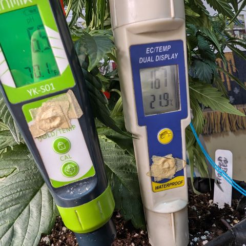 Agnes - Afgooey, (The Seed Fair), 28%, 30/70, (71d/74d/7-9w)459w/ growlog timeline photo