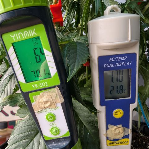 Agnes - Afgooey, (The Seed Fair), 28%, 30/70, (71d/74d/7-9w)459w/ growlog timeline photo
