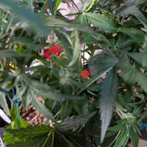 Agnes - Afgooey, (The Seed Fair), 28%, 30/70, (71d/74d/7-9w)459w/ growlog timeline photo