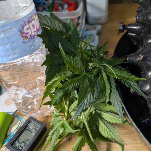 Agnes - Afgooey, (The Seed Fair), 28%, 30/70, (71d/74d/7-9w)459w/ growlog timeline photo