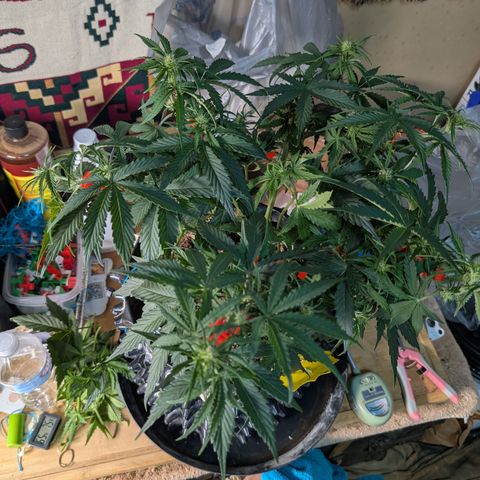 Agnes - Afgooey, (The Seed Fair), 28%, 30/70, (71d/74d/7-9w)459w/ growlog timeline photo