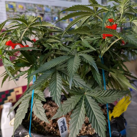 Agnes - Afgooey, (The Seed Fair), 28%, 30/70, (71d/74d/7-9w)459w/ growlog timeline photo