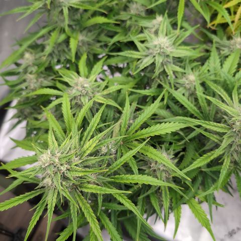 Agnes - Afgooey, (The Seed Fair), 28%, 30/70, (71d/74d/7-9w)459w/ growlog timeline photo