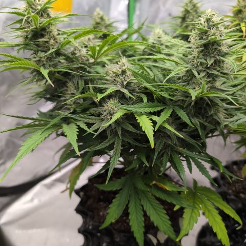 Agnes - Afgooey, (The Seed Fair), 28%, 30/70, (71d/74d/7-9w)459w/ growlog timeline photo