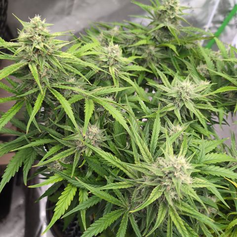 Agnes - Afgooey, (The Seed Fair), 28%, 30/70, (71d/74d/7-9w)459w/ growlog timeline photo
