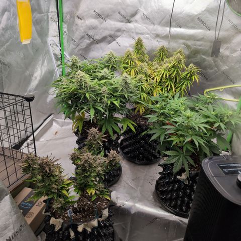 Agnes - Afgooey, (The Seed Fair), 28%, 30/70, (71d/74d/7-9w)459w/ growlog timeline photo