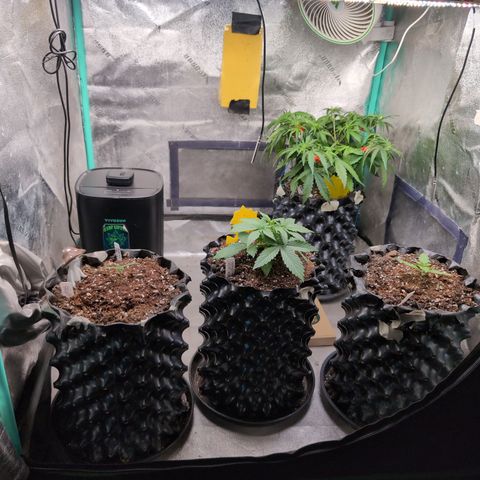 Agnes - Afgooey, (The Seed Fair), 28%, 30/70, (71d/74d/7-9w)459w/ growlog timeline photo