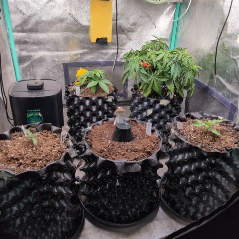 Agnes - Afgooey, (The Seed Fair), 28%, 30/70, (71d/74d/7-9w)459w/ growlog timeline photo