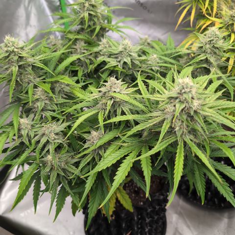 Agnes - Afgooey, (The Seed Fair), 28%, 30/70, (71d/74d/7-9w)459w/ growlog timeline photo
