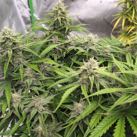 Agnes - Afgooey, (The Seed Fair), 28%, 30/70, (71d/74d/7-9w)459w/ growlog timeline photo