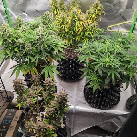 Agnes - Afgooey, (The Seed Fair), 28%, 30/70, (71d/74d/7-9w)459w/ growlog timeline photo