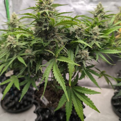 Agnes - Afgooey, (The Seed Fair), 28%, 30/70, (71d/74d/7-9w)459w/ growlog timeline photo