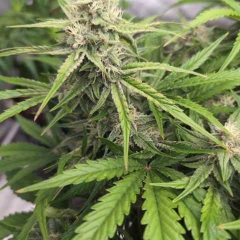 Agnes - Afgooey, (The Seed Fair), 28%, 30/70, (71d/74d/7-9w)459w/ growlog timeline photo