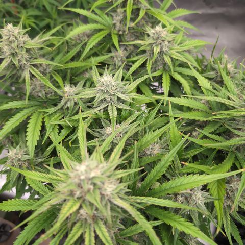 Agnes - Afgooey, (The Seed Fair), 28%, 30/70, (71d/74d/7-9w)459w/ growlog timeline photo
