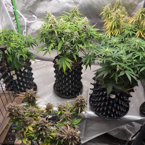 Agnes - Afgooey, (The Seed Fair), 28%, 30/70, (71d/74d/7-9w)459w/ growlog timeline photo