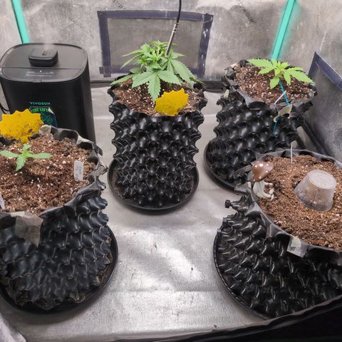 Agnes - Afgooey, (The Seed Fair), 28%, 30/70, (71d/74d/7-9w)459w/ growlog timeline photo