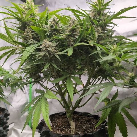Agnes - Afgooey, (The Seed Fair), 28%, 30/70, (71d/74d/7-9w)459w/ growlog timeline photo