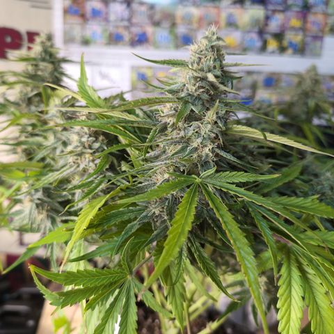 Agnes - Afgooey, (The Seed Fair), 28%, 30/70, (71d/74d/7-9w)459w/ growlog timeline photo