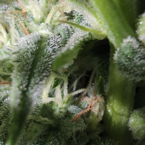 Agnes - Afgooey, (The Seed Fair), 28%, 30/70, (71d/74d/7-9w)459w/ growlog timeline photo