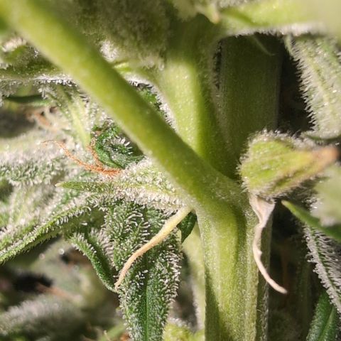 Agnes - Afgooey, (The Seed Fair), 28%, 30/70, (71d/74d/7-9w)459w/ growlog timeline photo