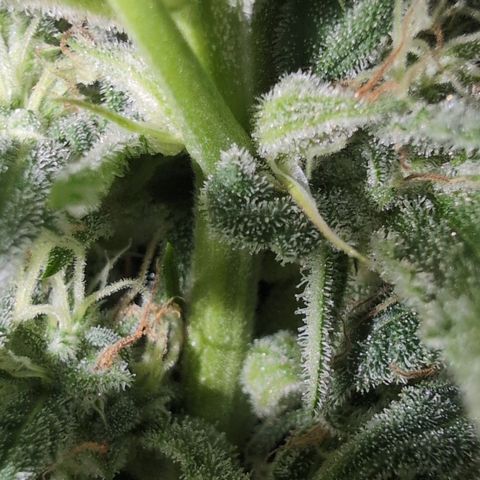 Agnes - Afgooey, (The Seed Fair), 28%, 30/70, (71d/74d/7-9w)459w/ growlog timeline photo