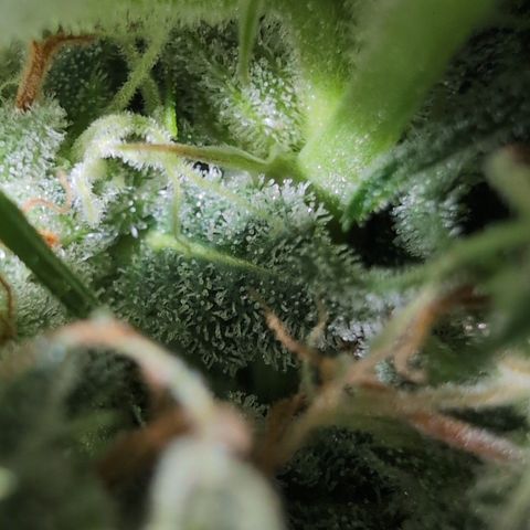 Agnes - Afgooey, (The Seed Fair), 28%, 30/70, (71d/74d/7-9w)459w/ growlog timeline photo