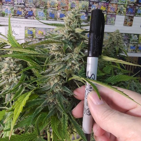 Agnes - Afgooey, (The Seed Fair), 28%, 30/70, (71d/74d/7-9w)459w/ growlog timeline photo